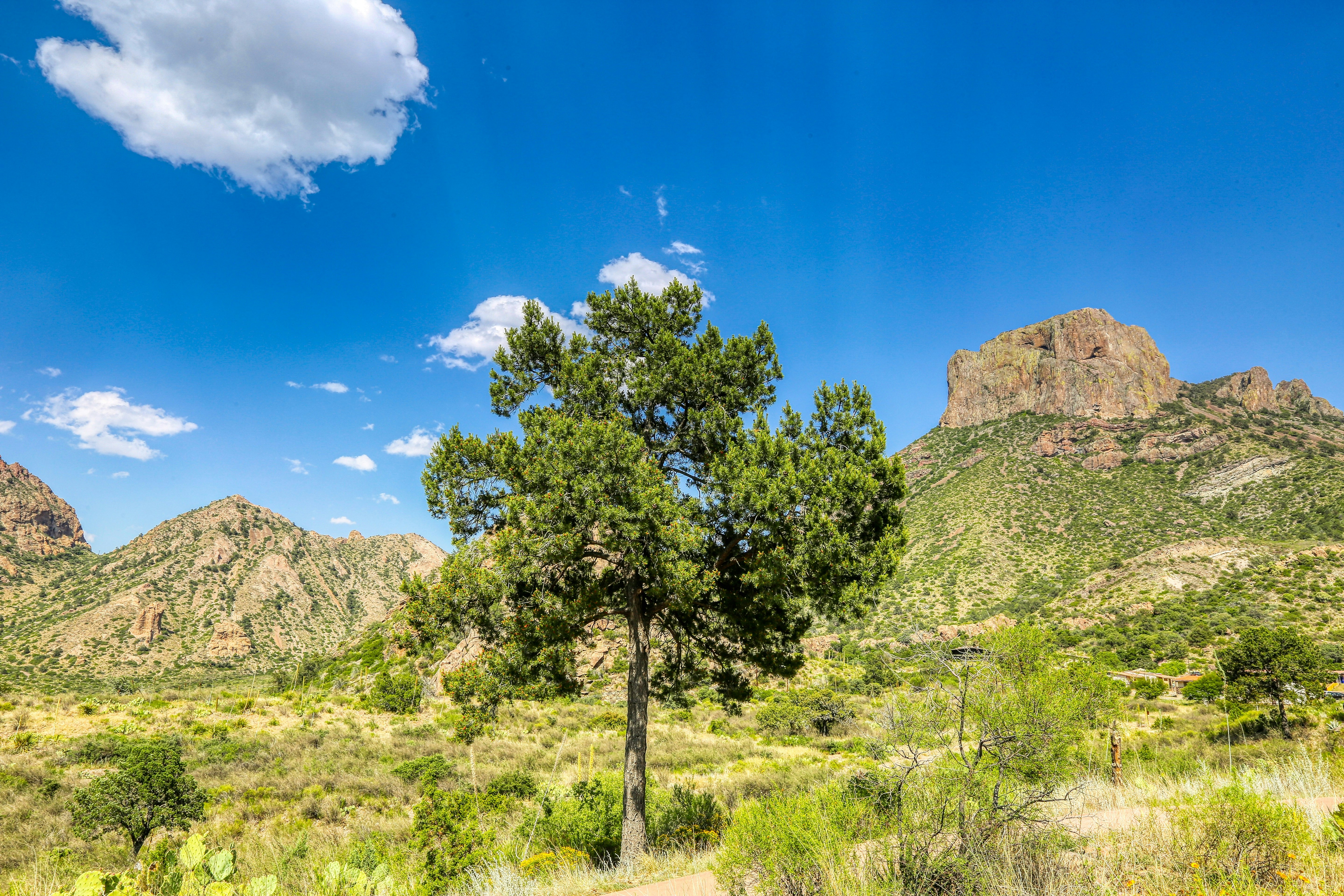 green trees on mountain under blue sky during daytime